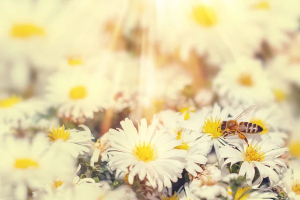 蜜蜂在夏天从白花中收集花蜜 太阳的光芒 — 图库照片