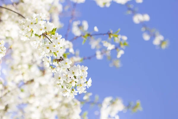 Cseresznye Virágok Közelkép Fehér Virág Napos Tavasz Szemben Kék Szöveg — Stock Fotó