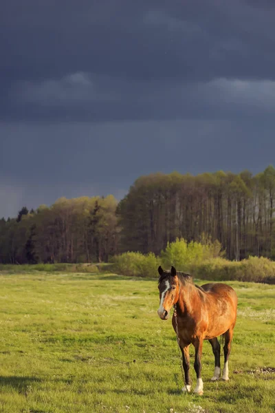 Horse field before a thunderstorm — ストック写真
