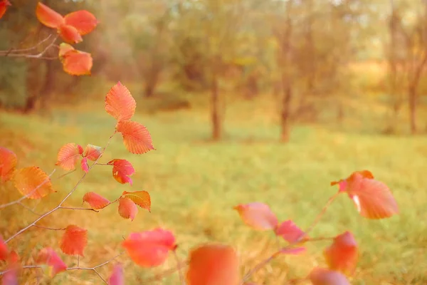 Natura autunno sfondo con fogliame arancione — Foto Stock