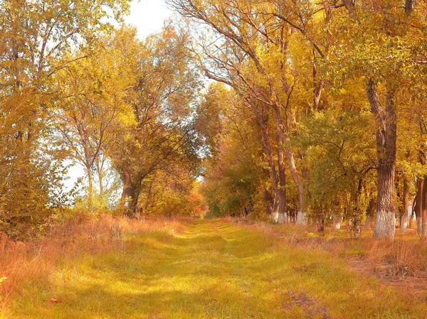 Nature autumn background with golden foliage. Alley trees — ストック写真