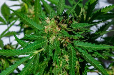 Şube kenevir tomurcuklu çiçekli doğal gün ışığı kapat