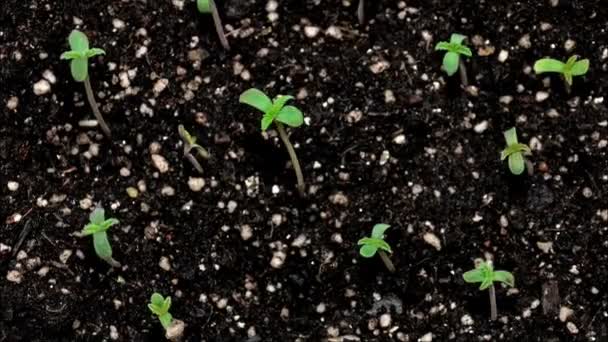 Germinación Las Plántulas Cáñamo Crecimiento Vertical Ver Lapso Tiempo — Vídeo de stock