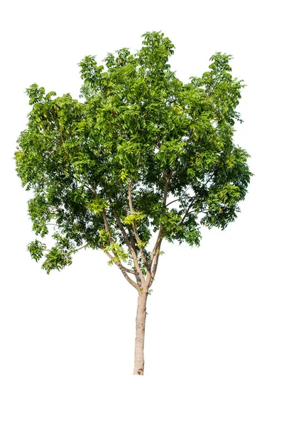 Árbol Grande Tropical Aislado Sobre Fondo Blanco Con Camino Recorte — Foto de Stock