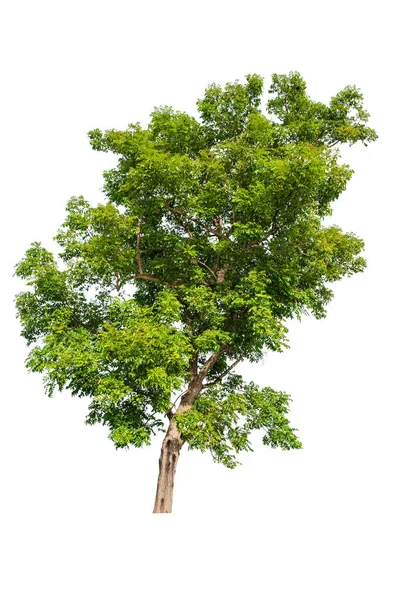 Grande Árvore Tropical Isolada Fundo Branco Com Caminho Recorte Adequado — Fotografia de Stock