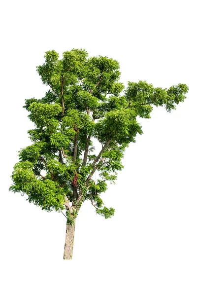 Árbol Grande Tropical Aislado Sobre Fondo Blanco Con Camino Recorte — Foto de Stock