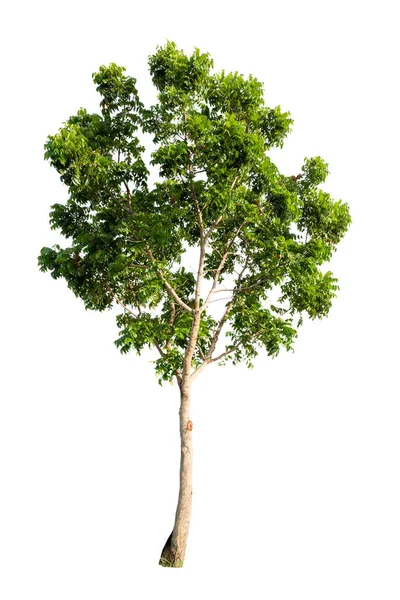 Ізольоване Тропічне Велике Дерево Білому Тлі Відсічним Контуром Підходить Використання — стокове фото