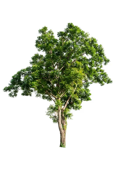 Isolated Tropical Big Tree White Background Clipping Path Suitable Use — Stock Photo, Image