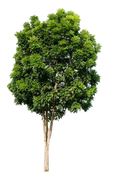 Isolerade Tropiska Stora Träd Vit Bakgrund Med Klippning Väg Lämplig — Stockfoto