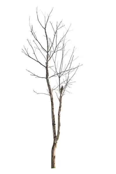 Odizolowane Tropikalne Duże Drzewo Białym Tle Ścieżką Wycinania — Zdjęcie stockowe