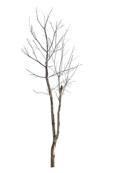 Isolated tropical big tree on white background with clipping path.