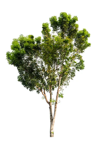 Árbol Grande Tropical Aislado Sobre Fondo Blanco Con Camino Recorte — Foto de Stock