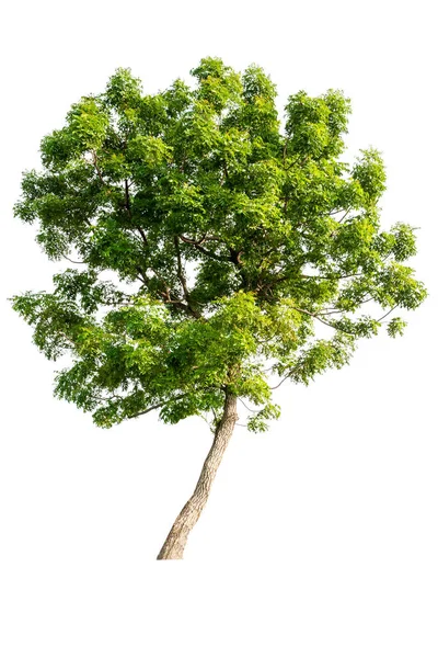 Isolerade Tropiska Stora Träd Vit Bakgrund Med Klippning Väg Lämplig — Stockfoto