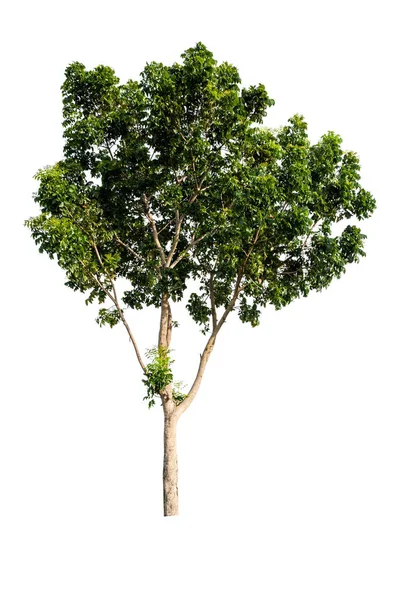 Árbol Grande Tropical Aislado Sobre Fondo Blanco Con Camino Recorte — Foto de Stock