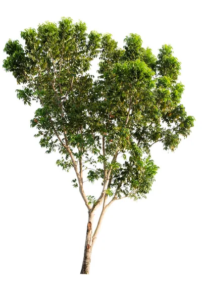 Odizolowane Tropikalne Duże Drzewo Białym Tle Ścieżką Wycinania Nadaje Się — Zdjęcie stockowe