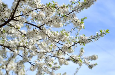 Mavi gökyüzü arka plan üzerinde yeni gelişen elma ağacı.