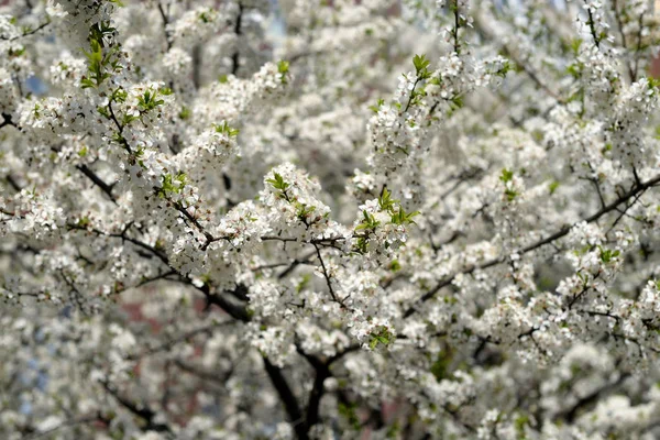 Pommier Fleurs Peut Être Utilisé Comme Fond — Photo