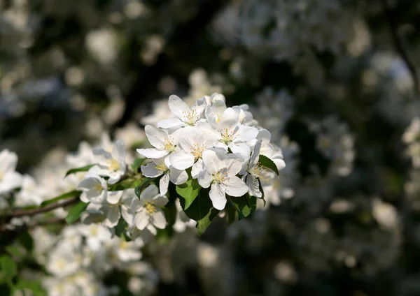 Branch Blossoming Apple Tree Close Blurred Background — Stock Photo, Image
