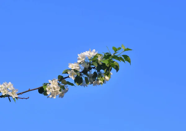 Kwitnąca Jabłoń Tle Błękitnego Nieba — Zdjęcie stockowe