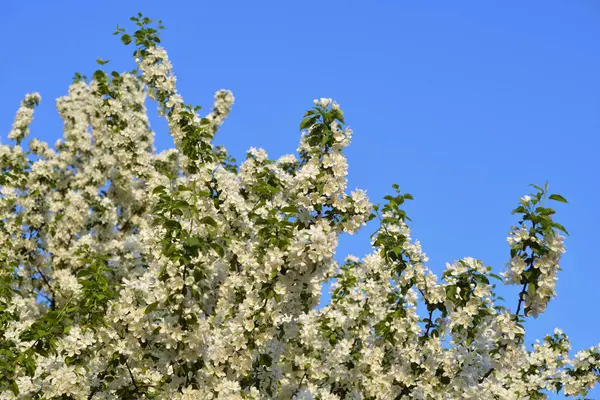 Pommier Fleurs Sur Fond Ciel Bleu — Photo