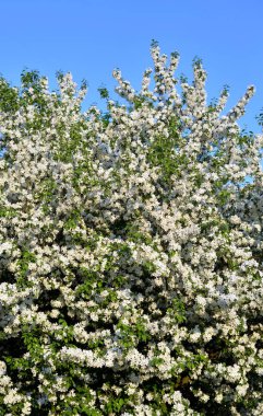 Mavi gökyüzü arka plan üzerinde yeni gelişen elma ağacı.