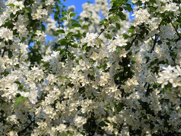 Blossoming Apple Tree Blue Sky Background — Stock Photo, Image