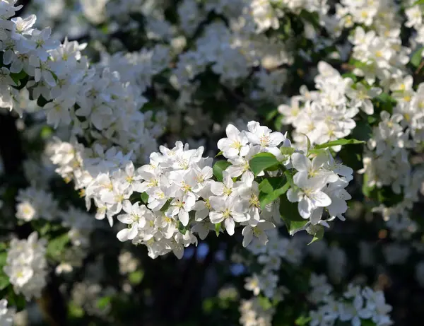 Branch Blossoming Apple Tree Close Blurred Background — Stock Photo, Image