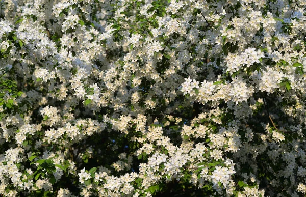 Árvore Maçã Florescente Fundo Azul Céu — Fotografia de Stock