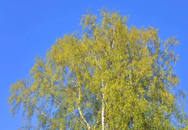 Σημύδα Δέντρο Μικρά Άνοιξη Φύλλωμα Φόντο Μπλε Του Ουρανού — Φωτογραφία Αρχείου