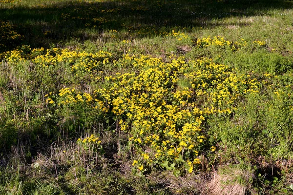 Herbe Avec Petites Fleurs Sauvages Jaunes Dans Forêt — Photo