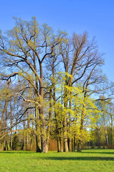 Деревья Молодой Весенней Листвы Парке — стоковое фото