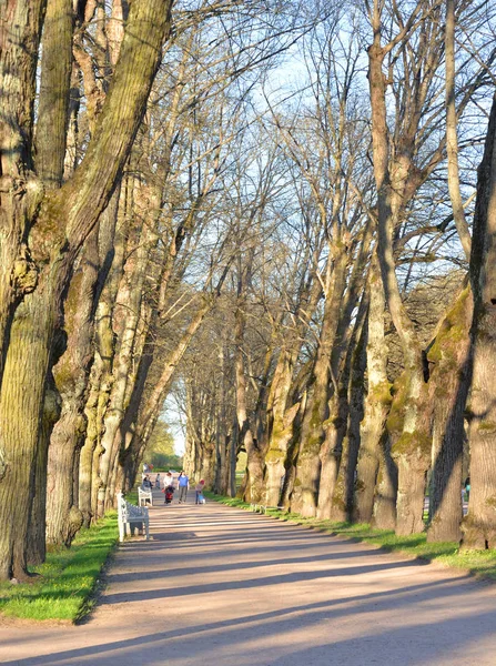 Beco Parque Pavlovsk Dia Ensolarado Primavera Perto São Petersburgo Rússia — Fotografia de Stock