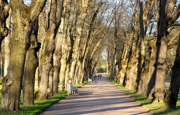 Alej Parku Pavlovsk Jarní Slunečný Den Poblíž Petrohradu Rusko — Stock fotografie