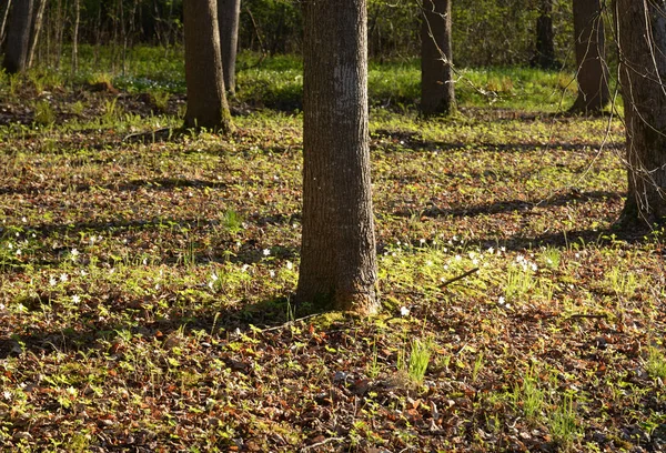 Paisagem Floresta Dia Ensolarado Primavera — Fotografia de Stock