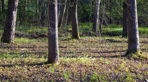 Paisagem Floresta Dia Ensolarado Primavera — Fotografia de Stock