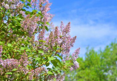 Mavi gökyüzü arka plan üzerinde lila mor bush çiçekli.