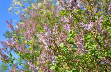 Mavi gökyüzü arka plan üzerinde lila mor bush çiçekli.