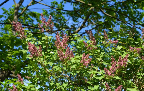 Floraison Lilas Violet Buisson Sur Fond Bleu Ciel — Photo