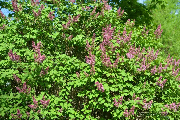 Florescimento Arbusto Violeta Lilás Pode Ser Usado Como Fundo — Fotografia de Stock