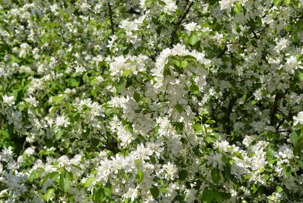 Manzano Que Florece Puede Utilizar Como Fondo —  Fotos de Stock