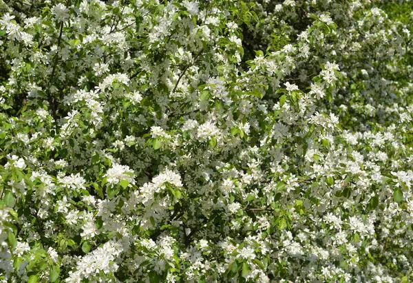 Manzano Que Florece Puede Utilizar Como Fondo —  Fotos de Stock