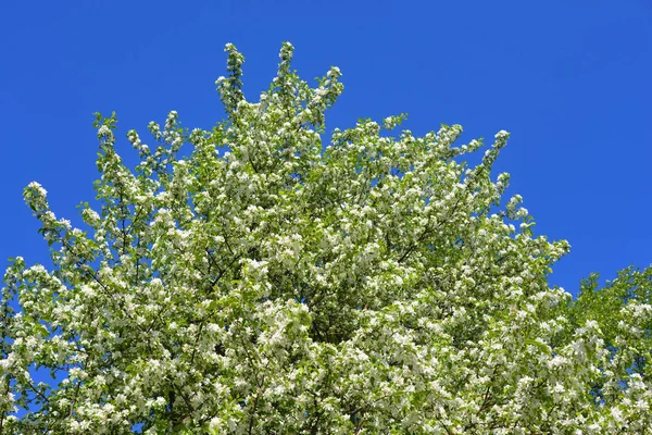 Albero Mele Fiore Sfondo Cielo Blu — Foto Stock