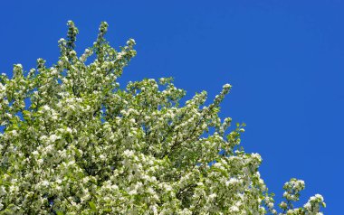 Mavi gökyüzü arka plan üzerinde yeni gelişen elma ağacı.