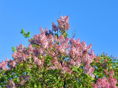 Mavi gökyüzü arka plan üzerinde lila mor bush çiçekli.