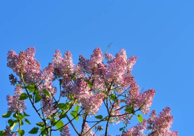 Mavi gökyüzü arka plan üzerinde lila mor bush çiçekli.