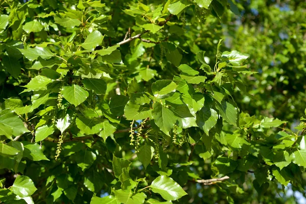 Feuilles Peuplier Gros Plan Jour Ensoleillé Printemps — Photo