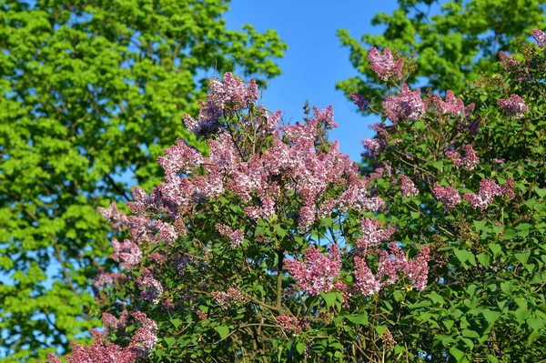阳光明媚的春日盛开的丁香分枝 — 图库照片