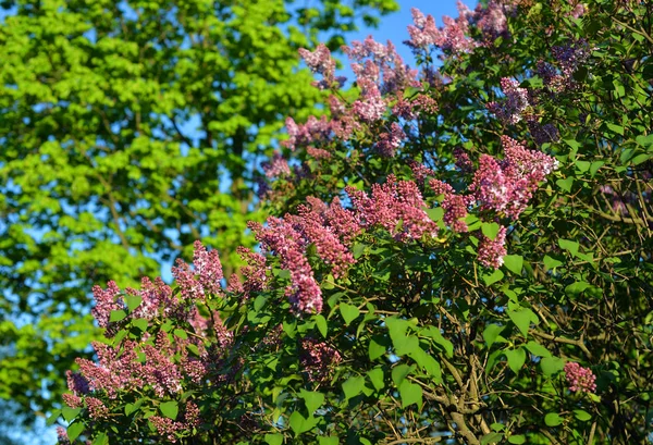 晴れた春の日に満開のライラックの枝 — ストック写真
