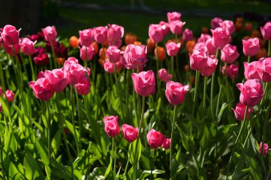 Çiçek açması laleler, arka plan olarak kullanılabilir.