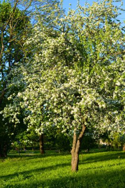 Güneşli bir bahar günü, çiçek açan elma bahçesi.